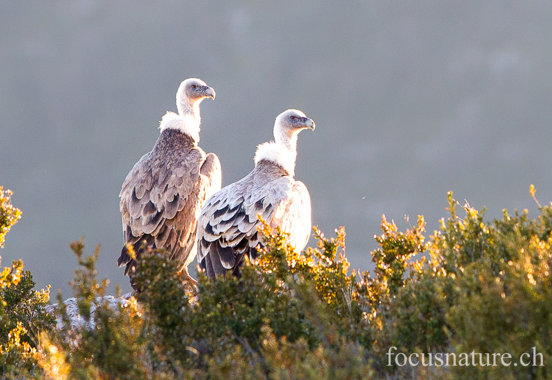 Vautour fauve 4459.jpg - Vautour fauve - Gyps fulvus - Griffon Vulture (Gorges du Verdon, France, janvier 2013)